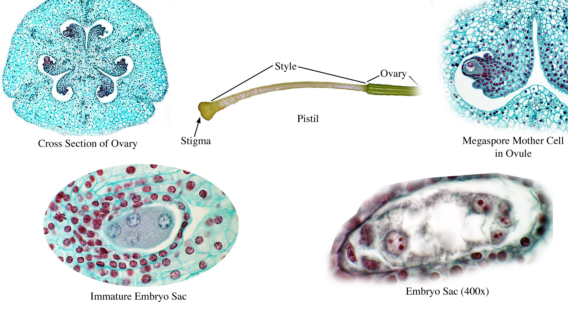 department-of-botany